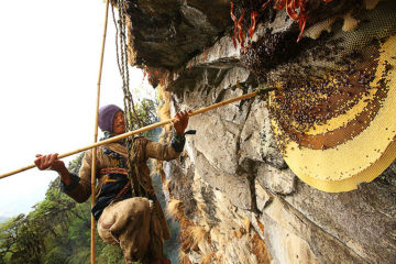 honey hunting trekking in pokhara